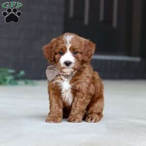 Kobe, Cavapoo Puppy